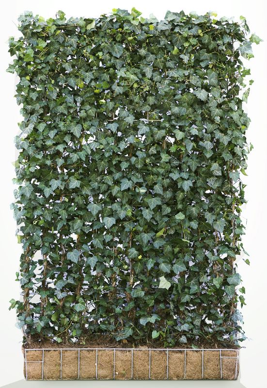 Ivy Screen Hedera helix Woerner (180cm high x 120cm wide)